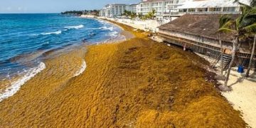 Cancún proyecta alcanzar 30 mil toneladas de sargazo recolectado al cierre de agosto
