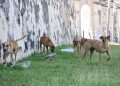 Reportan abandono del Centro de Bienestar Animal Municipal en el panteón Siglo XXI de Campeche