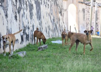 Reportan abandono del Centro de Bienestar Animal Municipal en el panteón Siglo XXI de Campeche