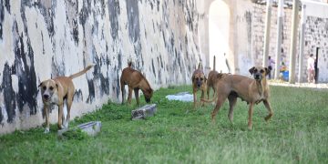 Reportan abandono del Centro de Bienestar Animal Municipal en el panteón Siglo XXI de Campeche