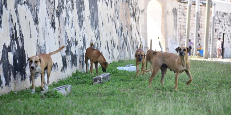 Reportan abandono del Centro de Bienestar Animal Municipal en el panteón Siglo XXI de Campeche