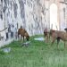 Reportan abandono del Centro de Bienestar Animal Municipal en el panteón Siglo XXI de Campeche