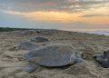 Personal de la Secretaría de Marina resguarda 152 huevos de tortuga marina en Campeche