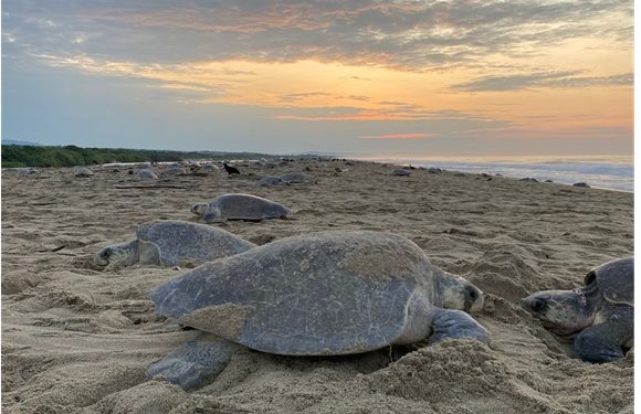 Personal de la Secretaría de Marina resguarda 152 huevos de tortuga marina en Campeche
