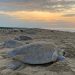 Personal de la Secretaría de Marina resguarda 152 huevos de tortuga marina en Campeche