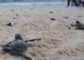 Altas temperaturas adelantan eclosión de tortugas en Cancún y las expone a depredadores