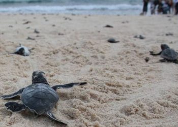 Altas temperaturas adelantan eclosión de tortugas en Cancún y las expone a depredadores