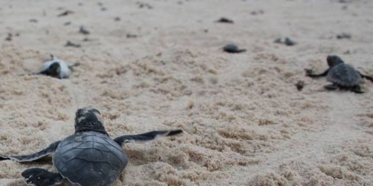 Altas temperaturas adelantan eclosión de tortugas en Cancún y las expone a depredadores