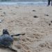 Altas temperaturas adelantan eclosión de tortugas en Cancún y las expone a depredadores