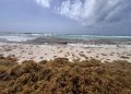 Cancún acumula 30 mil toneladas de sargazo recolectadas en lo que va de 2026