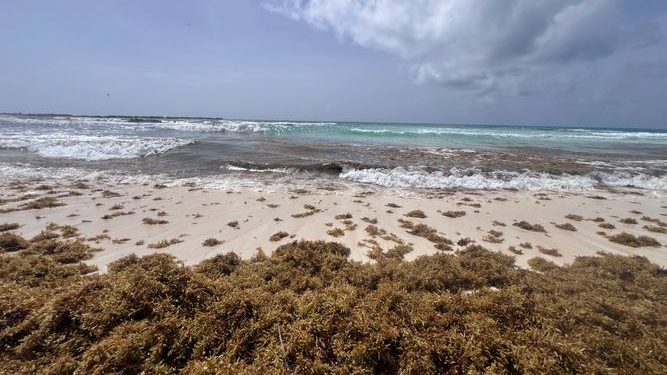 Cancún acumula 30 mil toneladas de sargazo recolectadas en lo que va de 2026
