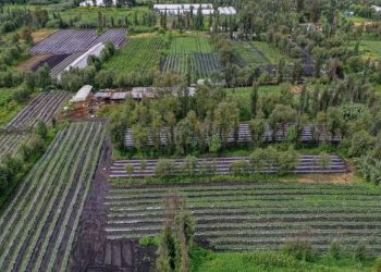 Conquista Ciudad de México Premio Internacional Ciudad Verde 2026 por el programa Altépetl Bienestar