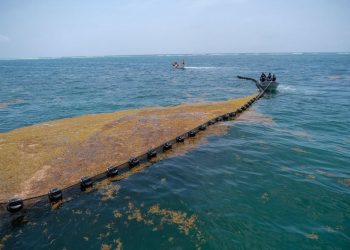 Cancún supera récord de recolección de sargazo con más de 29 mil toneladas y prevé descenso de recale