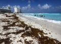 Recolectan 48 mil toneladas de basura en playas de Cancún en lo que va de 2026