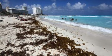 Recolectan 48 mil toneladas de basura en playas de Cancún en lo que va de 2026