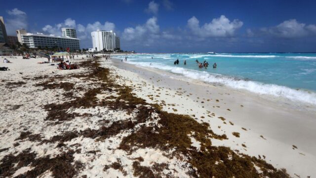 Recolectan 48 mil toneladas de basura en playas de Cancún en lo que va de 2026