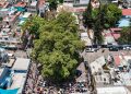Reconoce Ciudad de México a diez árboles como Patrimonio Natural por su valor ambiental, histórico y cultural