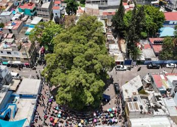 Reconoce Ciudad de México a diez árboles como Patrimonio Natural por su valor ambiental, histórico y cultural