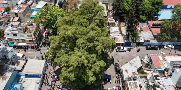 Reconoce Ciudad de México a diez árboles como Patrimonio Natural por su valor ambiental, histórico y cultural