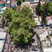 Reconoce Ciudad de México a diez árboles como Patrimonio Natural por su valor ambiental, histórico y cultural