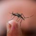 Tabasco acumula tres muertes por dengue tras registrar dos fallecimientos en la última semana