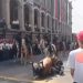 Un agente de la policía montada resulta lesionado tras caída de su caballo durante el desfile en Cuernavaca