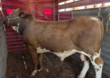 Quintana Roo contabiliza 700 casos de gusano barrenador en 2026 y acumula mil 500 desde 2025