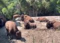 PETA Latino denuncia maltrato y malas condiciones en el Zoológico de Chapultepec