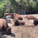 PETA Latino denuncia maltrato y malas condiciones en el Zoológico de Chapultepec