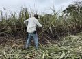 El Niño devasta el 50 % de los cultivos de caña en Quintana Roo y desploma estimaciones de molienda