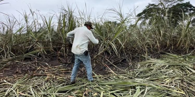 El Niño devasta el 50 % de los cultivos de caña en Quintana Roo y desploma estimaciones de molienda