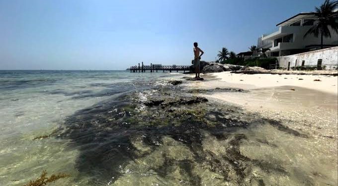Semarnat autoriza proyecto privado de restauración costera por 236 MDP en Playa del Carmen