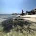 Semarnat autoriza proyecto privado de restauración costera por 236 MDP en Playa del Carmen