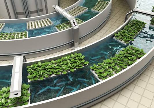 Inaugurarán en Quintana Roo la primera granja agroturística con sistema de acuaponía durante congreso internacional