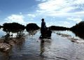 UJAT encabeza proyecto de reforestación de mangle en la Reserva de la Biosfera Wanha’