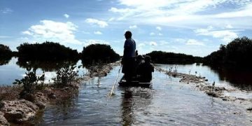 UJAT encabeza proyecto de reforestación de mangle en la Reserva de la Biosfera Wanha’