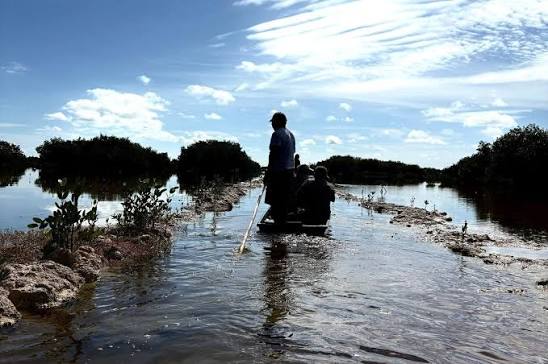UJAT encabeza proyecto de reforestación de mangle en la Reserva de la Biosfera Wanha’