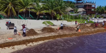 Zofemat Tulum mantiene operativos permanentes de limpieza en la franja costera