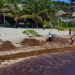 Zofemat Tulum mantiene operativos permanentes de limpieza en la franja costera