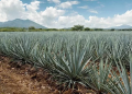 Gobierno federal prepara plan integral ante la crisis y sobreoferta de agave en México