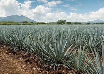 Gobierno federal prepara plan integral ante la crisis y sobreoferta de agave en México