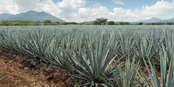 Gobierno federal prepara plan integral ante la crisis y sobreoferta de agave en México
