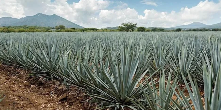Gobierno federal prepara plan integral ante la crisis y sobreoferta de agave en México