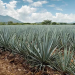 Gobierno federal prepara plan integral ante la crisis y sobreoferta de agave en México