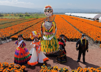 Producción de Cempasúchil rompe Récord con 10 Millones de Plantas; Anuncia Clara Brugada Ofrenda, Catrina Monumental, Desfile de Muertos y Paseo Luminoso en Reforma