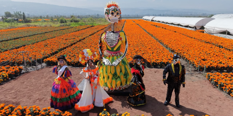 Producción de Cempasúchil rompe Récord con 10 Millones de Plantas; Anuncia Clara Brugada Ofrenda, Catrina Monumental, Desfile de Muertos y Paseo Luminoso en Reforma