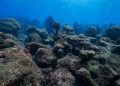 Alerta comunidad científica por la pérdida de más del 70% de corales en el Caribe Mexicano