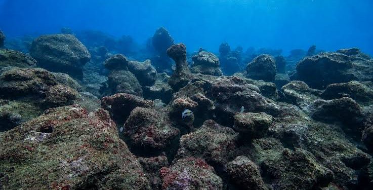 Alerta comunidad científica por la pérdida de más del 70% de corales en el Caribe Mexicano
