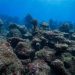 Alerta comunidad científica por la pérdida de más del 70% de corales en el Caribe Mexicano