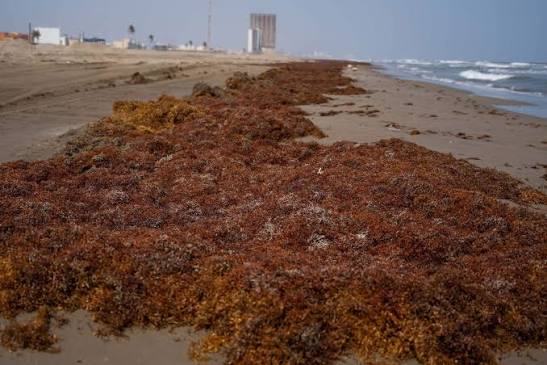 Advierten científicos de la UNAM que la contención de sargazo debe realizarse en alta mar para evitar catástrofe ecológica